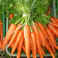 Le carote sono alimenti ricchi di vitamina A
